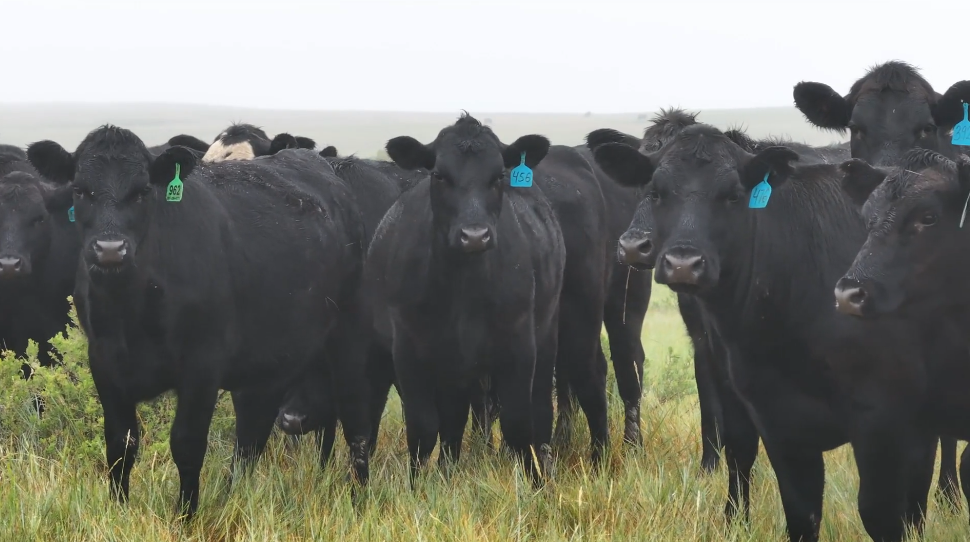 540 - Gentle, Hardworking, 1,010 lb. March Calving Heifers - Wyoming